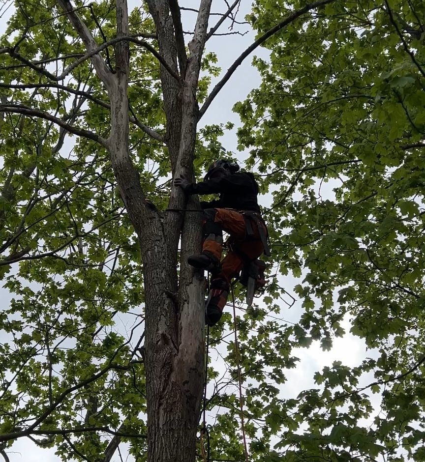 Säkerhet Först: Våra Bästa Tips för Trädfällning Utan Risk!