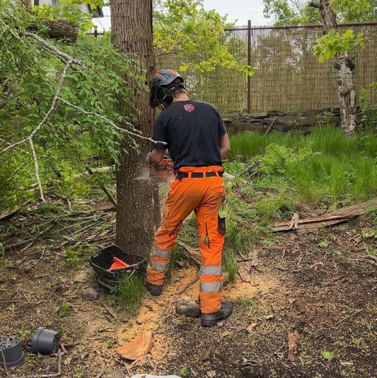 Trädfällning Pris: Vad Kostar det att Fälla Ett Träd?