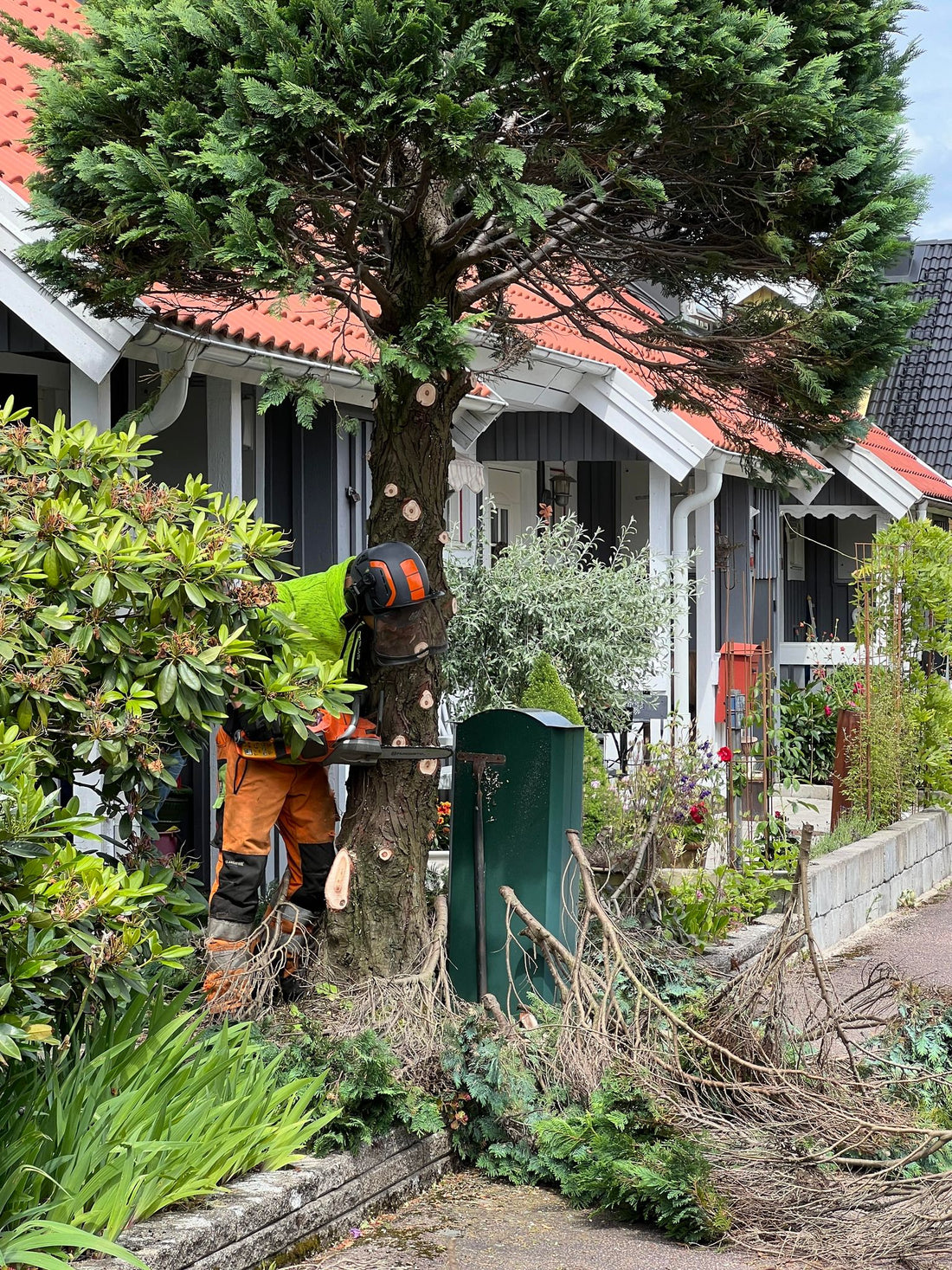 Fälla Träd Själv – Så Gör Du (Men Var Försiktig!)