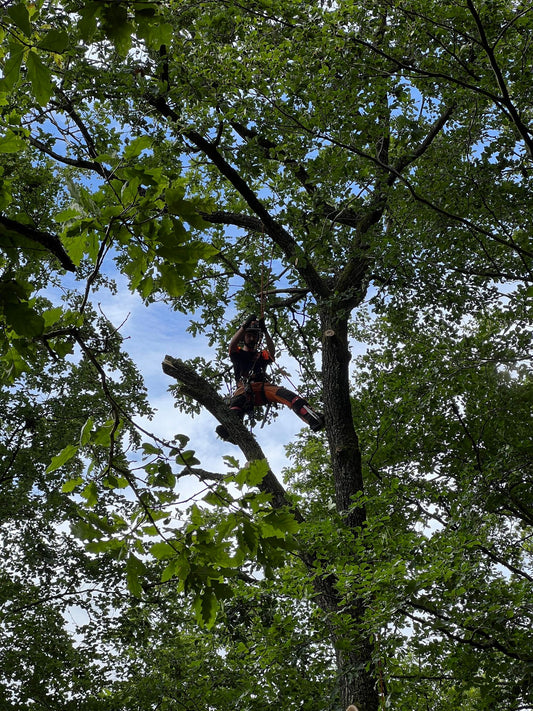 Trädfällning i Göteborg – Snabb, Säkert och Professionellt Utfört på En Dag