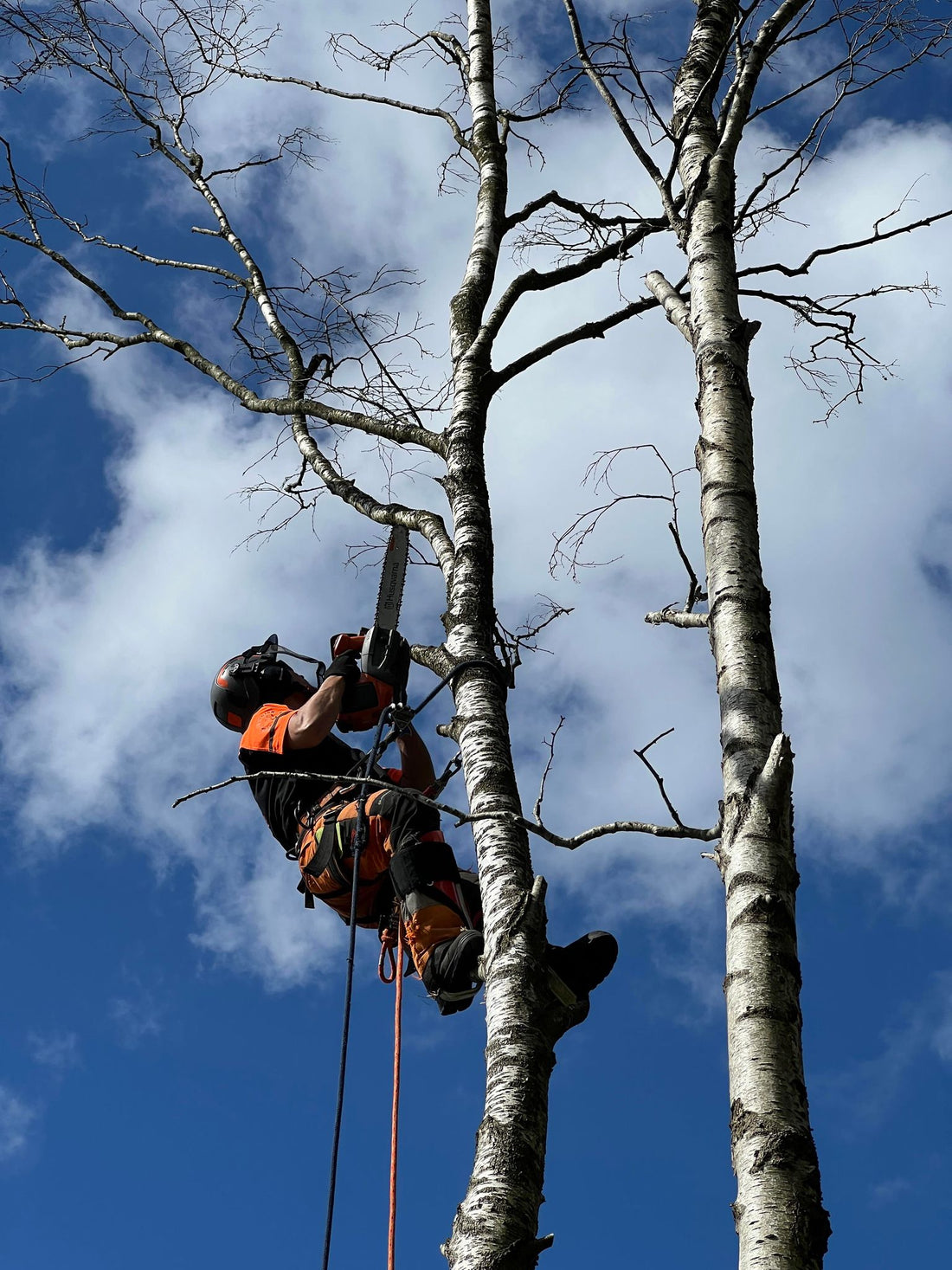 Kan Man Beskära och Fälla Träd Under Hösten? Absolut!