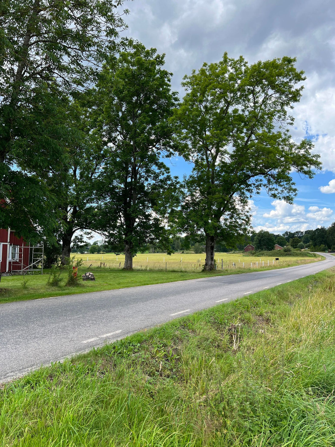 Certifierade Arborister i Göteborg – Din Expert för Trädvård