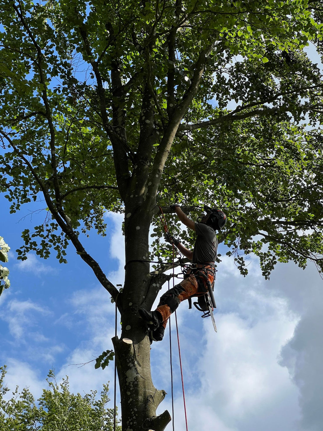 Trädfällning, Trädbeskärning och Stubbfräsning i Göteborg