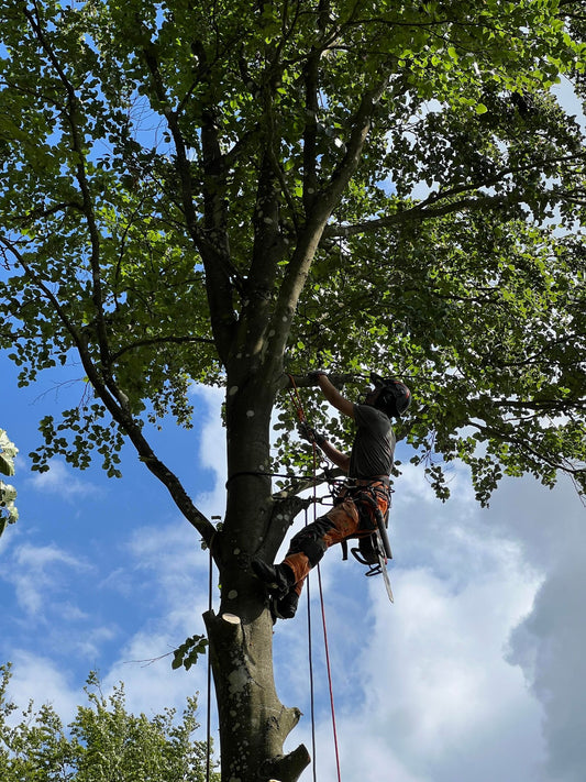 Trädfällning, Trädbeskärning och Stubbfräsning i Göteborg