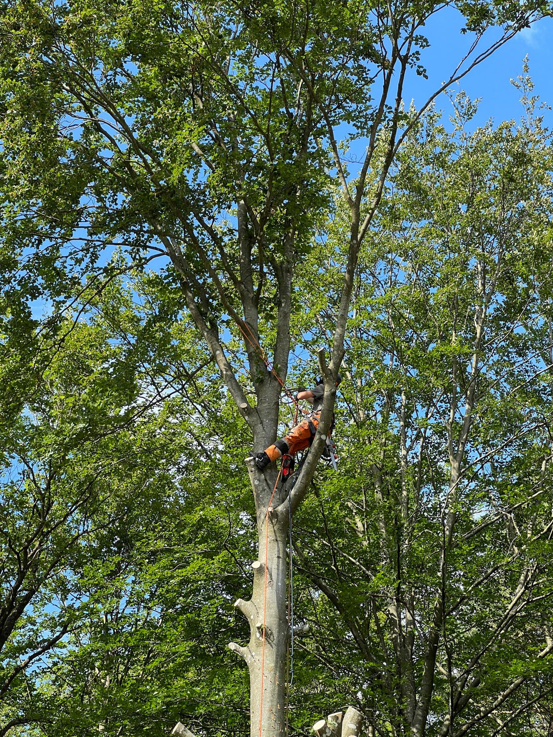 Trädfällning i Lerum: Säker och Professionell Trädfällning
