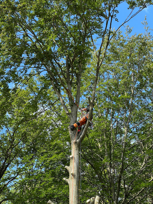 Trädfällning i Lerum: Säker och Professionell Trädfällning