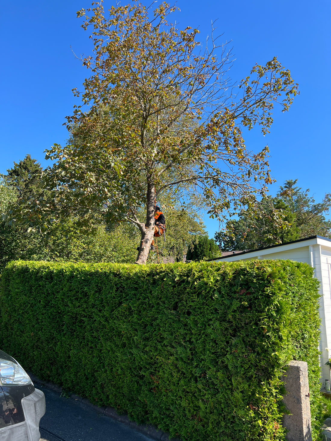 Fälla och Beskära Träd som Hänger Över Hus i Göteborg: Vad Du Behöver Veta