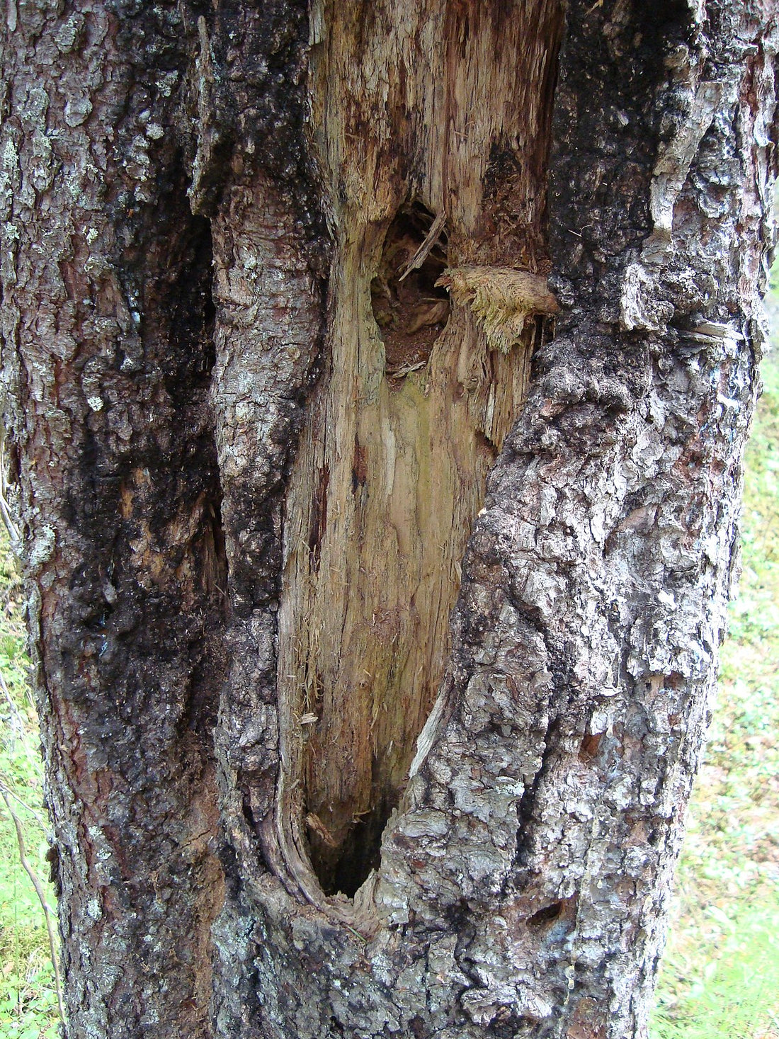 Fälla Döda Träd – När och Hur Du Ska Ta Bort Ett Dött Träd