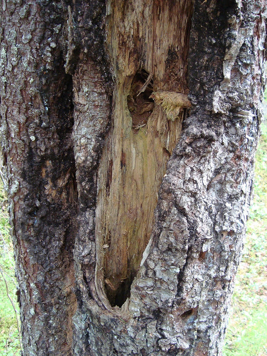 Fälla Döda Träd – När och Hur Du Ska Ta Bort Ett Dött Träd